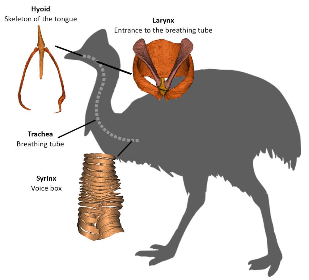 The relationships between palaeognaths the cassowary and close relatives, as determined from genetic data, has now been supported by morphological data.